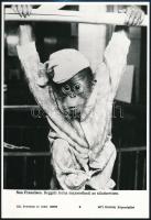 Majmokat ábrázoló MTI sajtófotók, 3 db, 19×27 cm