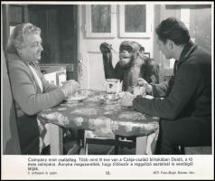 Majmokat ábrázoló MTI sajtófotók, 3 db, 19×27 cm