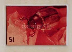 91 db dia első sorban állatokról, részben növényekről, berakóban