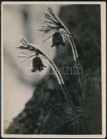 cca 1938 Dulovits Jenő (1903-1972) budapesti fotóművész hagyatékából 3 db pecséttel jelzett vintage ...