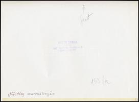 cca 1967 Képi párhuzamok: szarvasbogár és harapófogó, Botta Dénes budapesti fotóművész pecsétjével j...