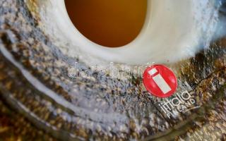 Gyöngybagoly, mázas üveg asztali dísz, jelzett (Oiva Toikka / Iittala), saját dobozában, , m: 16,5 c...