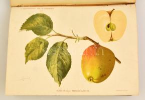 1899 Gyümölcskertész. IX. évf. 1-24. szám. Teljes évfolyam. Szerk.: Rudinai Molnár István. Bp.,1899,...