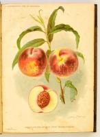 1900 Gyümölcskertész. X. évf. 1-24. szám. Teljes évfolyam. Szerk.: Rudinai Molnár István. Bp.,1900, ...