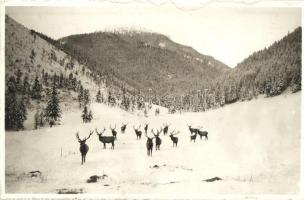 Tátra, Tatry; A szarvasok királyai télen / Králi jelenov / Königshirsche / deer in winter