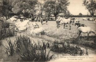 Le Cailar, Scenes et Coutumes Meridionales Chevaux et Taureaux camargues en liberté Environs du Cailar. / horses, bulls