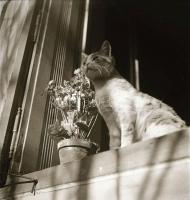 cca 1937 Thöresz Dezső (1902-1963) békéscsabai gyógyszerész és fotóművész hagyatékából, 13 db vintag...