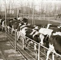 cca 1966 Velence, Agárd - 33 db vintage negatív Sinka Antal (?-?) hagyatékából, aki a velencei AGROK...