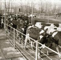 cca 1966 Velence, Agárd - 33 db vintage negatív Sinka Antal (?-?) hagyatékából, aki a velencei AGROK...