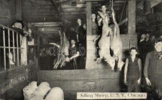 Chicago, U.S.Y. (Union Stock Yards), killing sheep