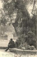 Beaulieu-sur-Mer, Le Roi des Oliviers / tree
