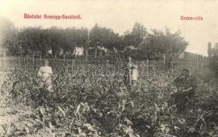 1909 Somogyszob, Brehm villa, veteményes kert + Zákány-Bátaszék 43. sz. vasúti pecsét