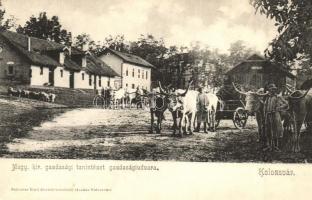 Kolozsvár, Cluj; Magy. kir. gazdasági tanintézet gazdasági udvara, ökrös szekér. Schuster Emil kiadása / agricultural farm schools yard, ox cart (EK)