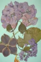 Préselt virágok (ibolya, árvácsak, stb.), 3 db plexizett fa keretben