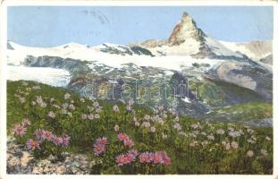 Zermatt, Aster alpinus (Alpenaster) (EK)