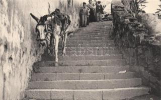 Donkey on stairs