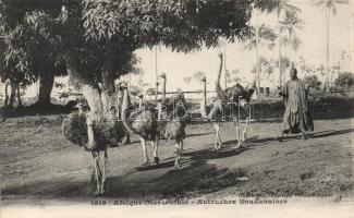 Autruches Soudanaises / Sudanese folklore, ostriches
