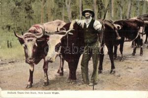 New South Wales, Bullock team out back, cattle (EB)