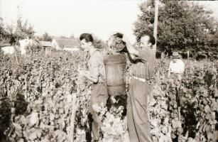 1948 Ceglédi szüret, 32 fotót tartalmazó negatív tekercs
