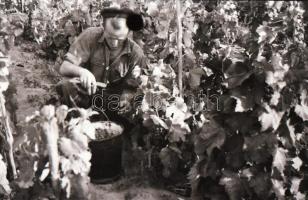 1948 Ceglédi szüret, 32 fotót tartalmazó negatív tekercs