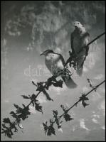 cca 1938 Osoha László (1899-1970) budapesti fotóművész hagyatékából 2 db vintage fotó, az egyik pecs...