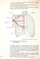 Dr. Miltényi Márta: A sportmozgások anatómiai alapjai. Bp.,1980, Sport. Kiadói egészvászon-kötés, jó...