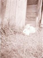 35 db régi fotónegatív, 6x4 cm