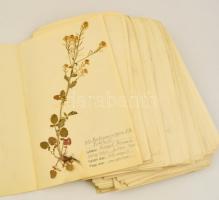 cca 1930 Herbarium. Kb 100 db préselt növényt, megnevezésüket, lelőhelyeiket tartalmazó herbárium lapokon, jó állapotban / Herbarium on ca 100 pages with their description and place of finding. 22x35 cm