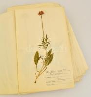 cca 1930 Herbarium. Kb 100 db préselt növényt, megnevezésüket, lelőhelyeiket tartalmazó herbárium la...