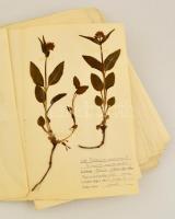 cca 1930 Herbarium. Kb 100 db préselt növényt, megnevezésüket, lelőhelyeiket tartalmazó herbárium la...