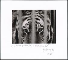 1976 Jankovszky György(1946-): Egy tigris gondolatai a szabadságról, feliratozva, kartonra kasírozva, pecséttel jelzett, 12x15 cm