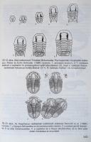 Géczy Barnabás: Ősállattan. Invertebrata Paleontologia. Bp.,1993, Nemzeti Tankönyvkiadó. Kiadói kart...