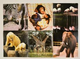 1985 Álmodik az állatkert, magyar ismeretterjesztő film plakát, kétoldalas, 67x49 cm