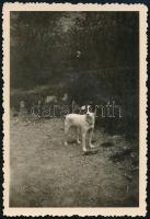 cca 1940 Dorka kutya, Dobos Fotó Győr, pecséttel jelzett, 8,5×5,5 cm