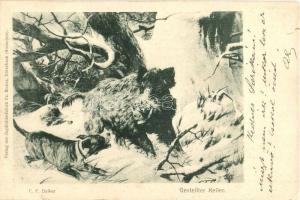 1905 Gestellter Keiler. Jagdbilderfabrik Fr. Rickes / Hunting postcard with wild boar s: C.F. Deiker