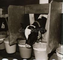 cca 1966 Velence, Agárd, az AGROKOMPLEX termékei, 21db vintage negatív Sinka Antal (?-?) hagyatékábó...