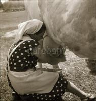 cca 1956 Kalocsa, fotóriport a tehéntartásról, Kotnyek Antal (1921-1990) budapesti fotóriporter hagy...