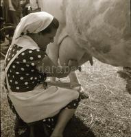 cca 1956 Kalocsa, fotóriport a tehéntartásról, Kotnyek Antal (1921-1990) budapesti fotóriporter hagy...