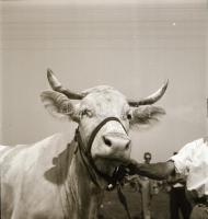 cca 1956 Kalocsa, fotóriport a tehéntartásról, Kotnyek Antal (1921-1990) budapesti fotóriporter hagy...