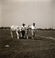 cca 1956 Kalocsa, fotóriport a tehéntartásról, Kotnyek Antal (1921-1990) budapesti fotóriporter hagy...