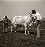 cca 1956 Kalocsa, fotóriport a tehéntartásról, Kotnyek Antal (1921-1990) budapesti fotóriporter hagy...