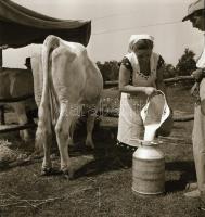 cca 1956 Kalocsa, fotóriport a tehéntartásról, Kotnyek Antal (1921-1990) budapesti fotóriporter hagy...