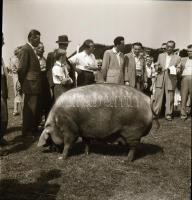 cca 1956 Kalocsa, fotóriport a tehéntartásról, Kotnyek Antal (1921-1990) budapesti fotóriporter hagy...