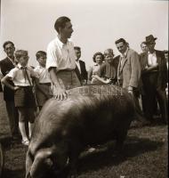 cca 1956 Kalocsa, fotóriport a tehéntartásról, Kotnyek Antal (1921-1990) budapesti fotóriporter hagy...