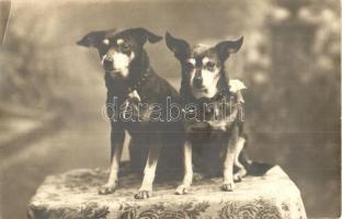 20 db RÉGI kutya motívumos képeslap / 20 pre-1945 motive postcards: dogs