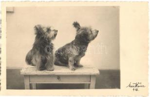 20 db RÉGI kutya motívumos képeslap / 20 pre-1945 motive postcards: dogs