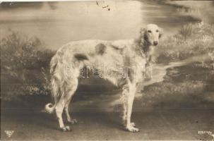 20 db RÉGI kutya motívumos képeslap / 20 pre-1945 motive postcards: dogs