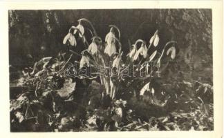 68 db MODERN fekete-fehér virág motívumos képeslap / 68 modern black&white motive postcards: flo...