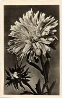 68 db MODERN fekete-fehér virág motívumos képeslap / 68 modern black&white motive postcards: flo...