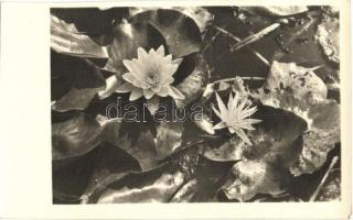 68 db MODERN fekete-fehér virág motívumos képeslap / 68 modern black&white motive postcards: flo...